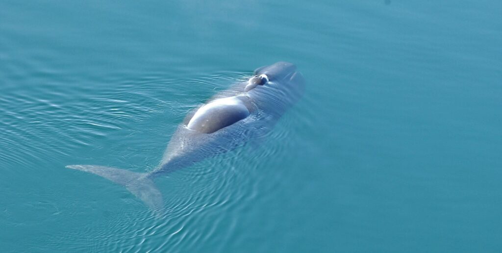 Greenland bowhead whales swimming in Arctic waters