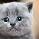 Every American Kills at Least 5 Cats in Their Lifetime by Making This Seemingly Harmless Move