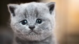 Every American Kills at Least 5 Cats in Their Lifetime by Making This Seemingly Harmless Move