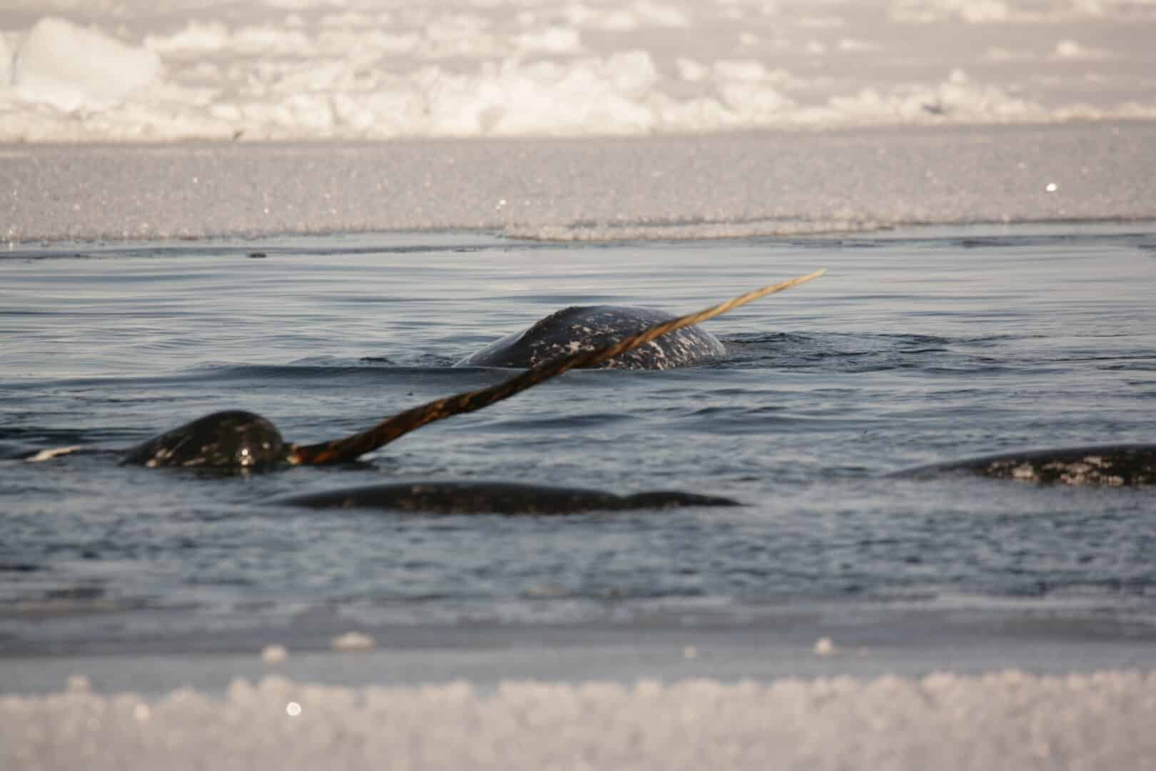 Scientists Recruit Narwhals to Understand How Atlantic Waters Are Speeding Up Arctic Ice Melt